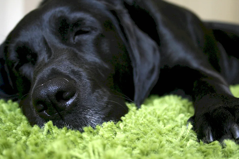 Labrador black