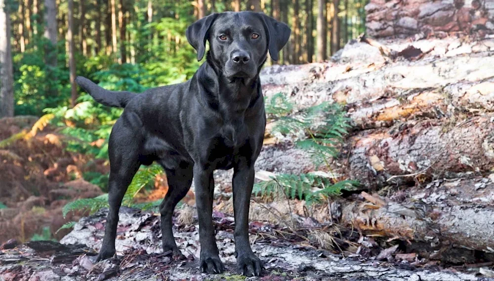 Labrador Black Labrador