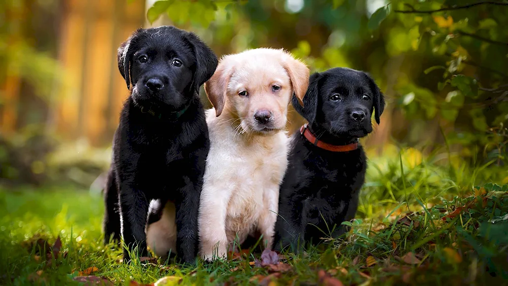 Labrador retriever black