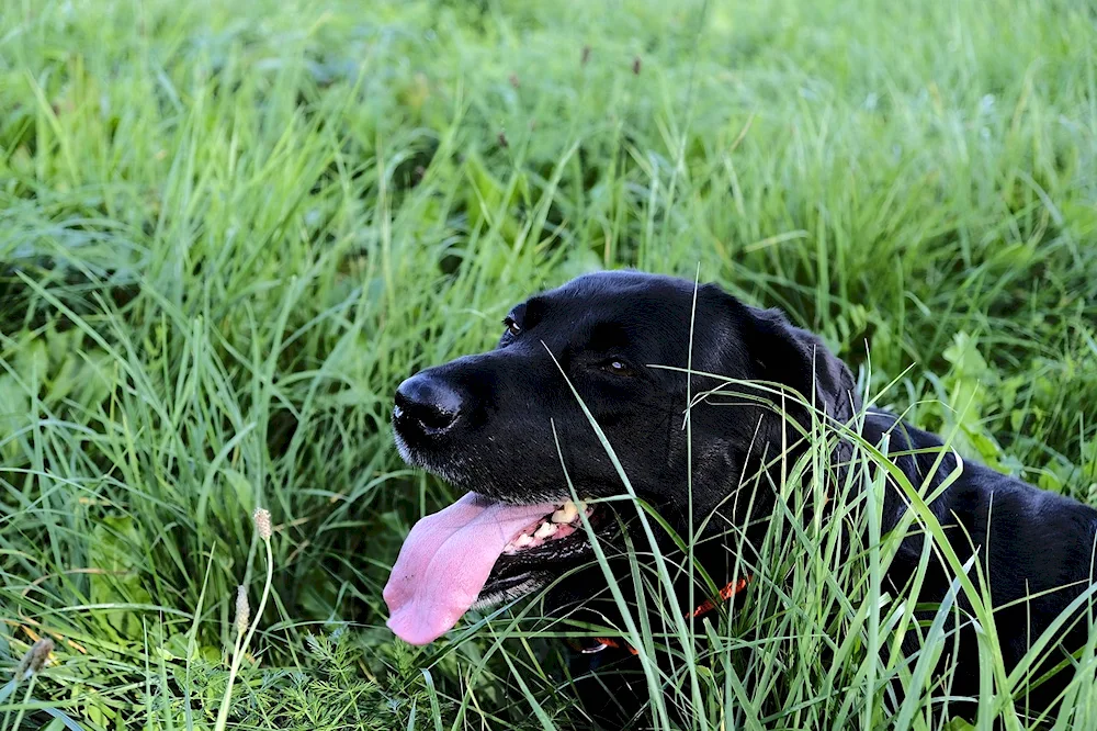 Labrador retriever