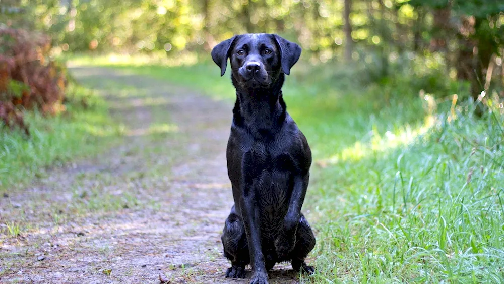 Labrador black