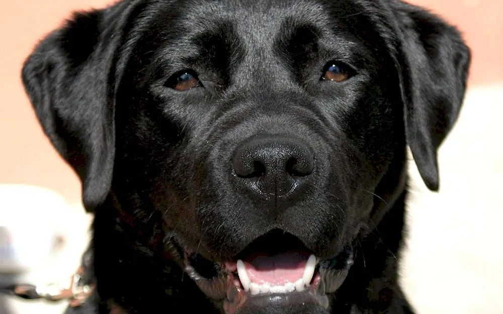 Labrador black