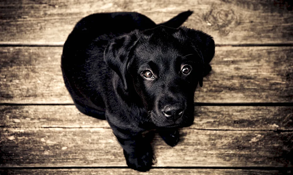 Labrador retriever