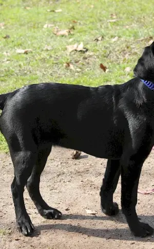 Labrador black