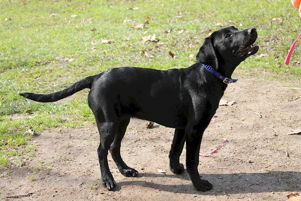 Labrador black