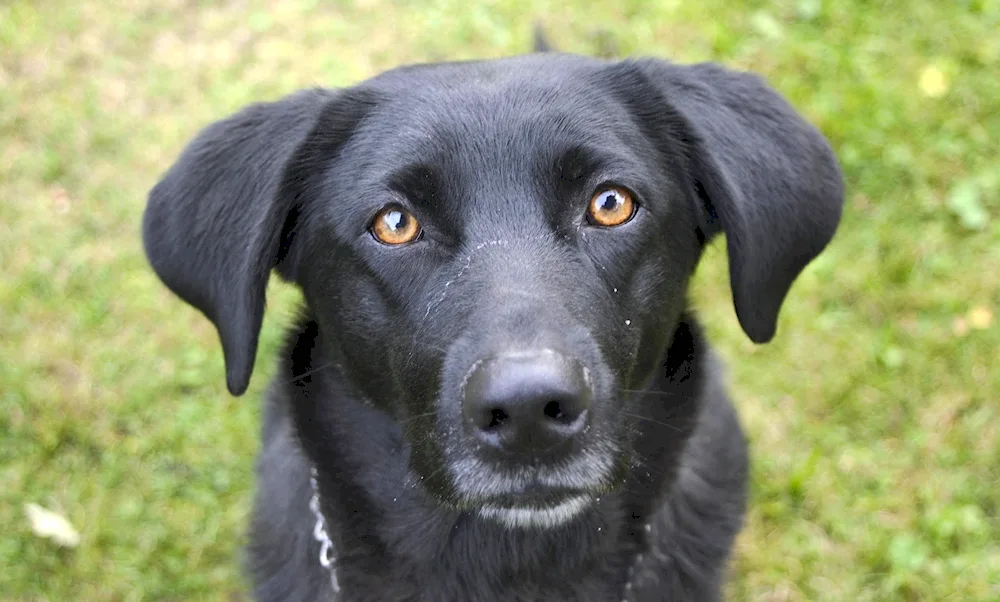 Labrador retriever