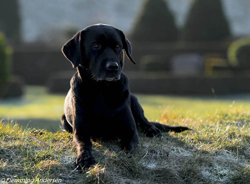 Labrador black