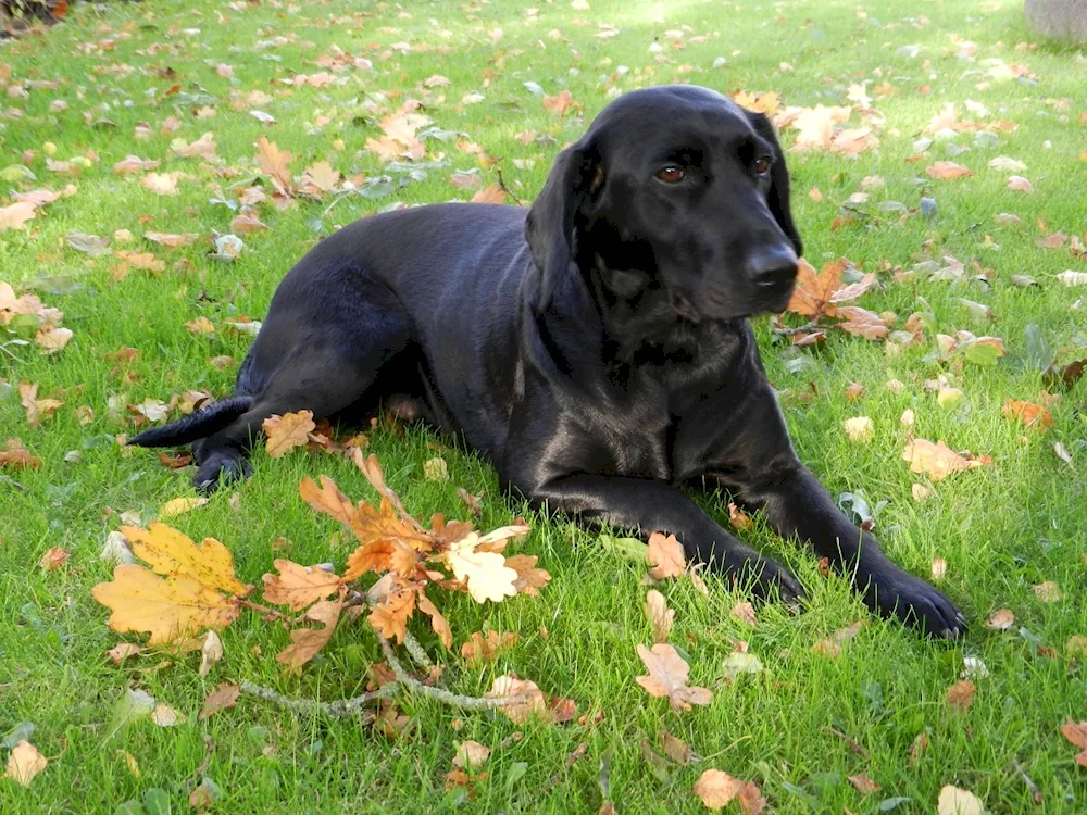 Labrador black