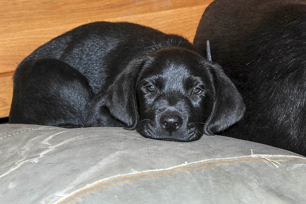 Labrador black