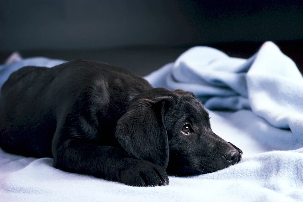 Black Labrador retriever.