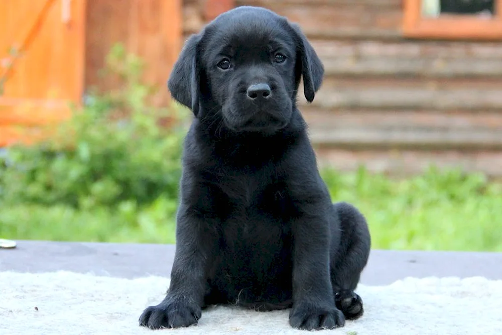 Labrador black