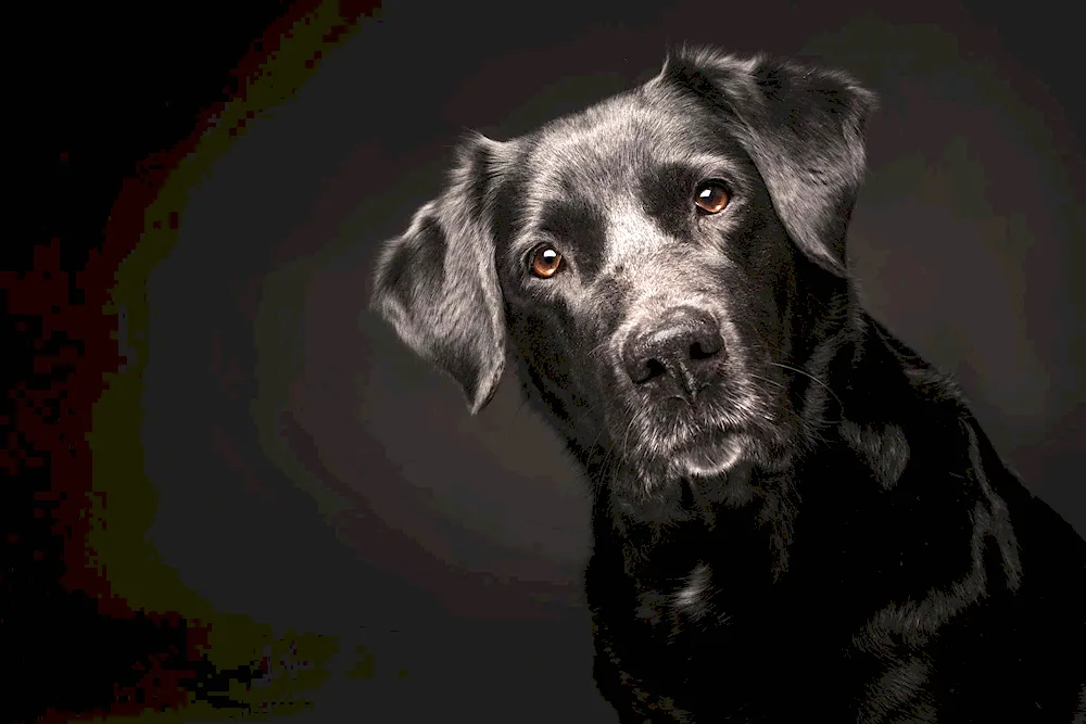 Labrador black