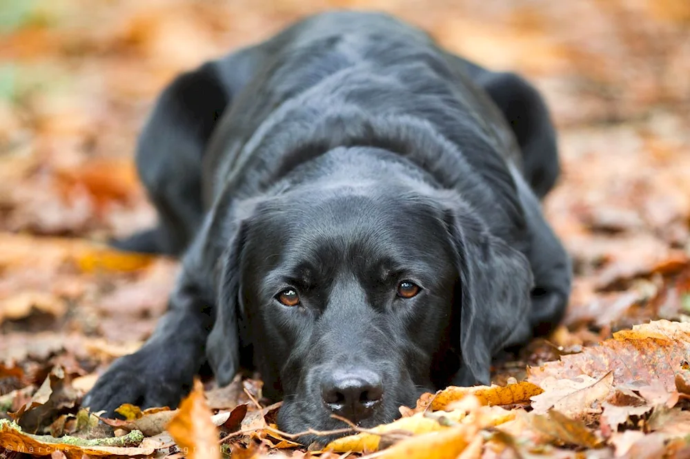 Labrador retriever