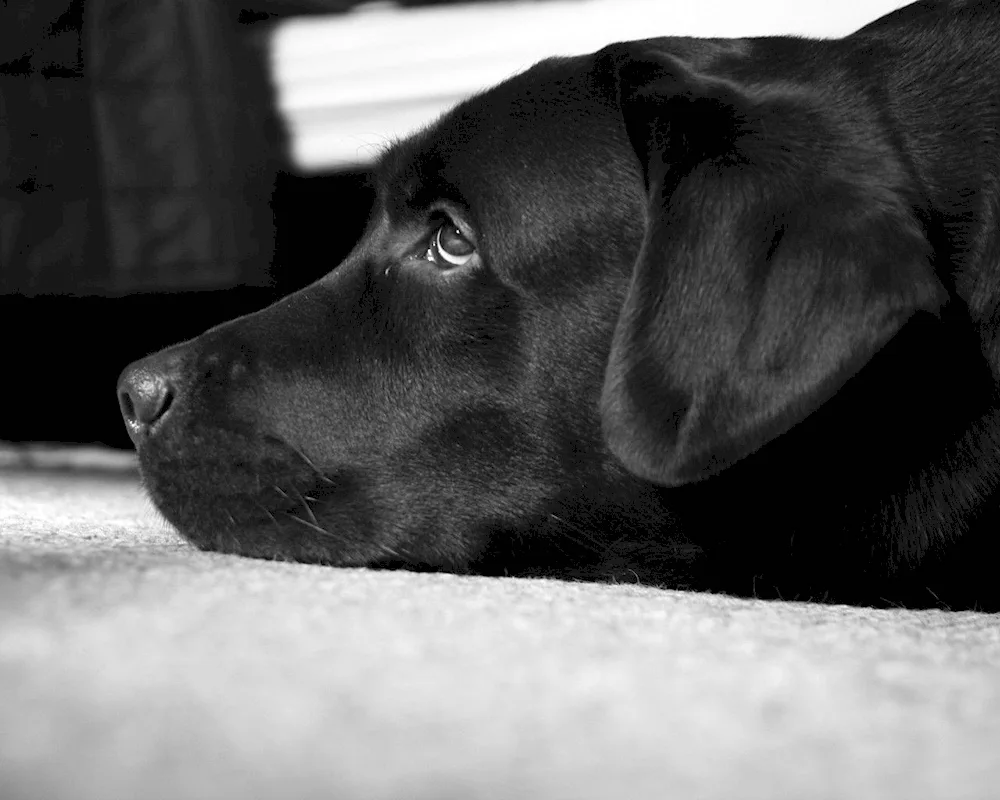 Labrador black