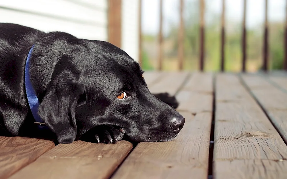 Labrador black