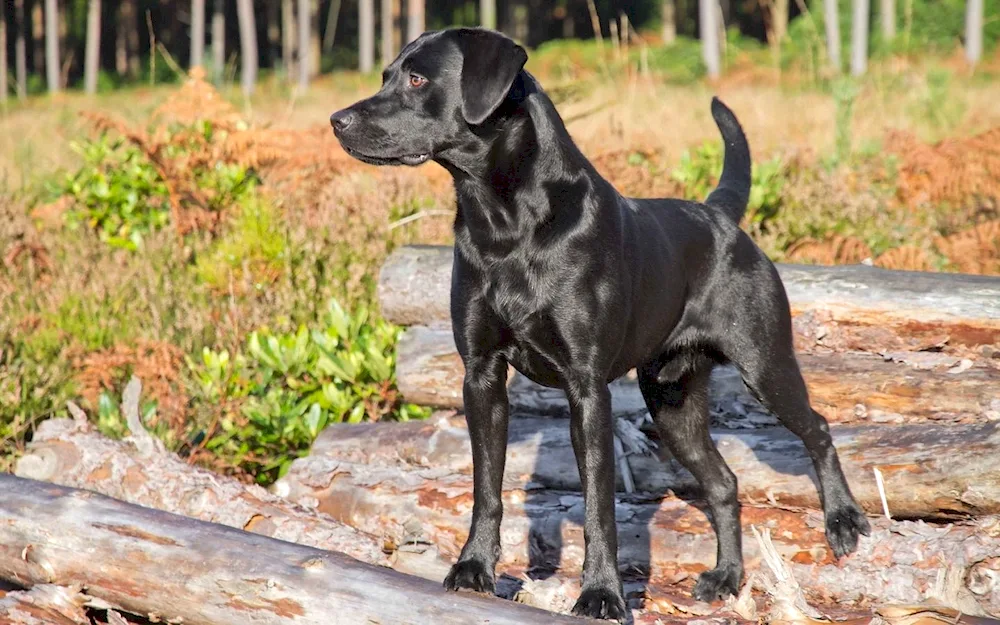 Labrador black