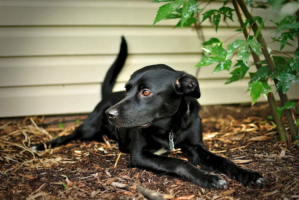 Labrador black smooth-haired