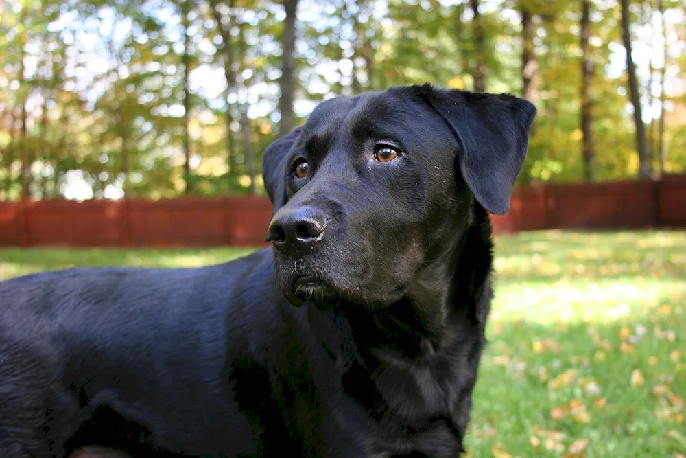 Black smooth-haired Labrador