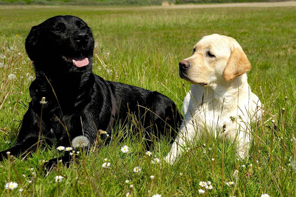 Labrador