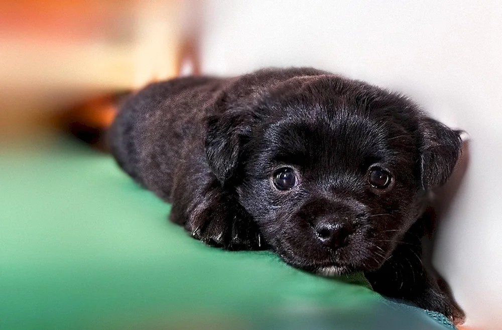 Labrador black puppy