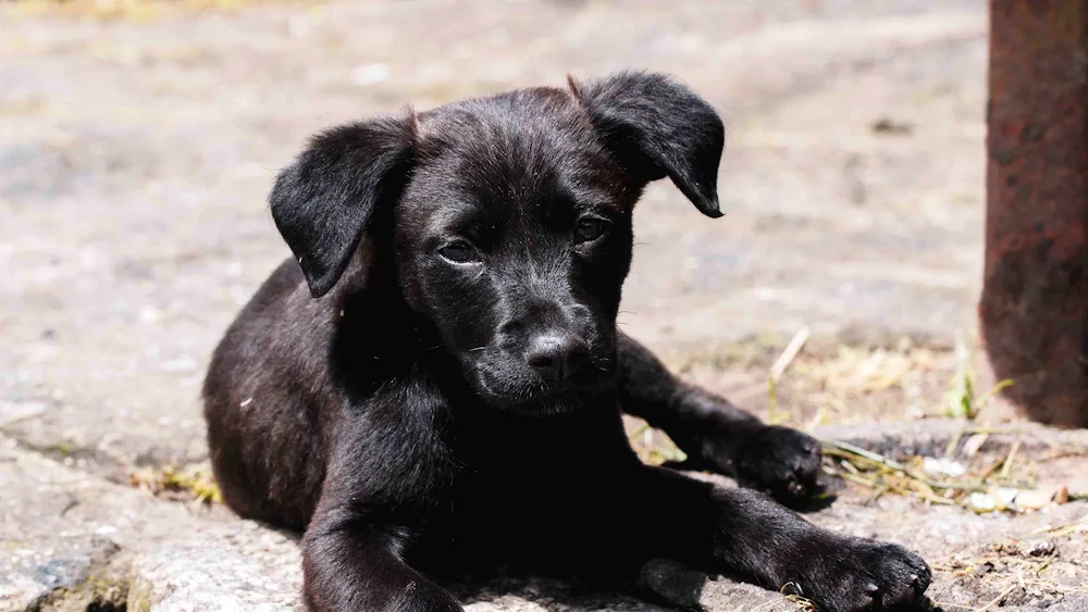 Labrador black puppy