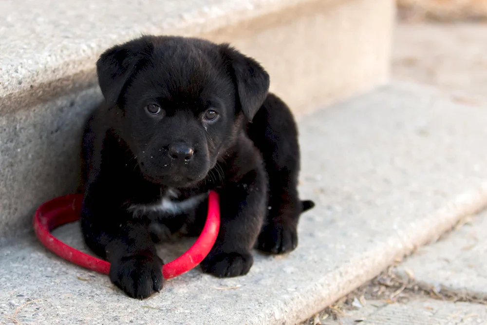 Labrador black puppy