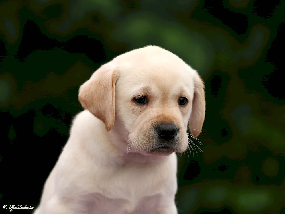 Labrador smooth-haired