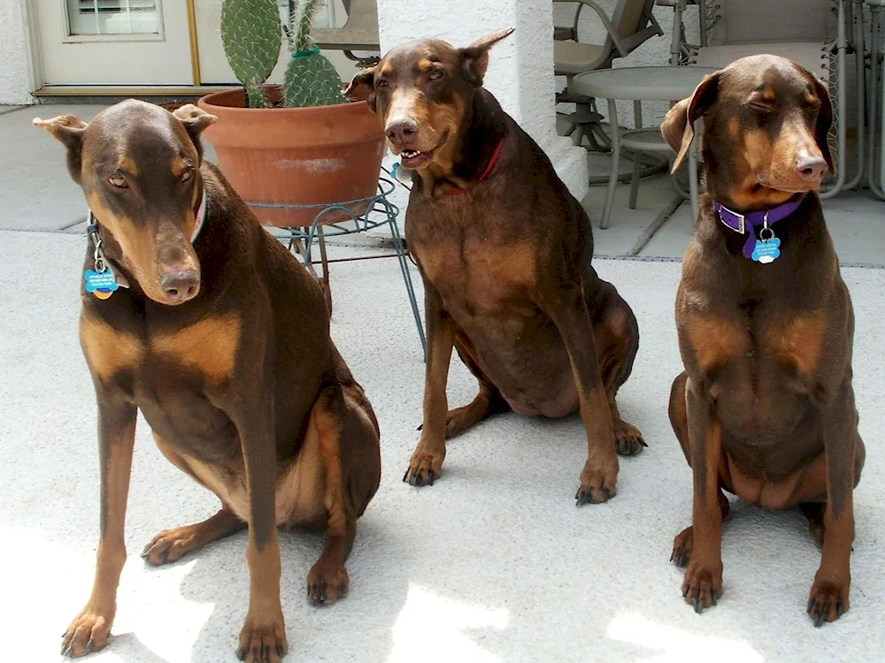 Shepherd-Doberman mix