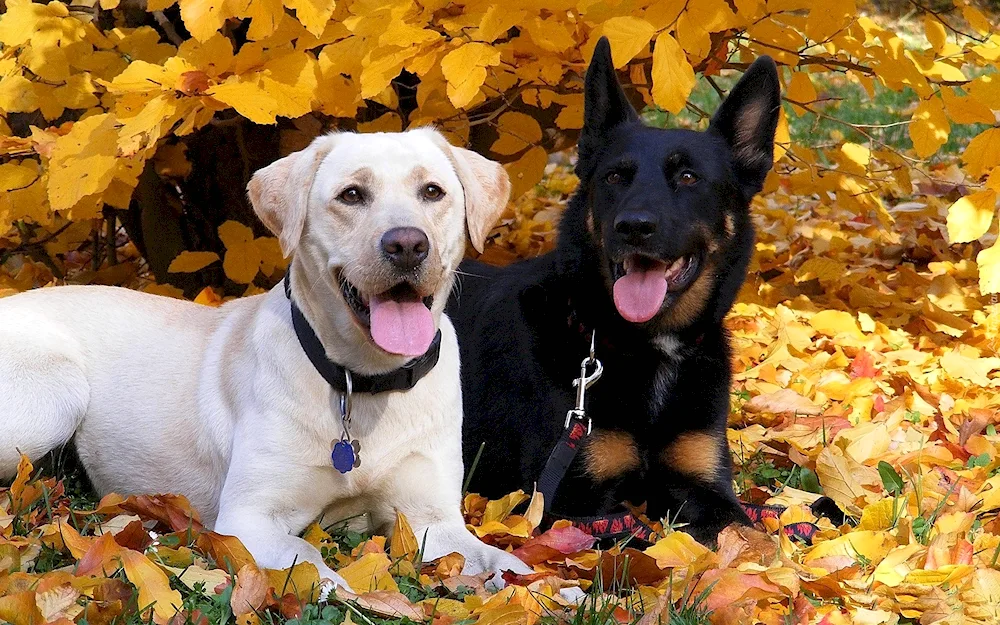 Labrador and German Shepherd