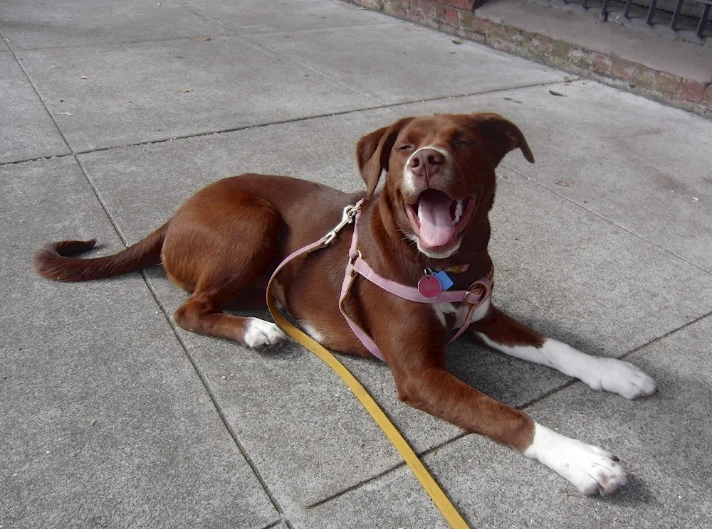 Labrador and pit bull