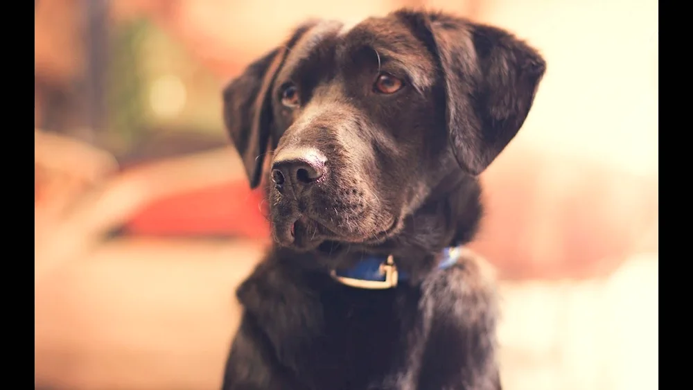 Labrador retriever