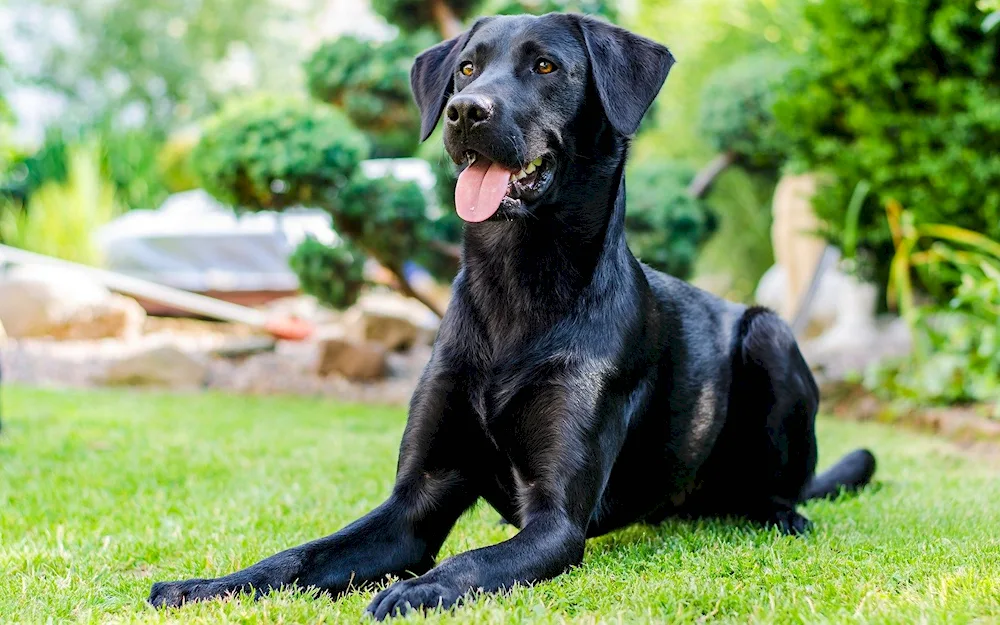 Labrador Shorthair