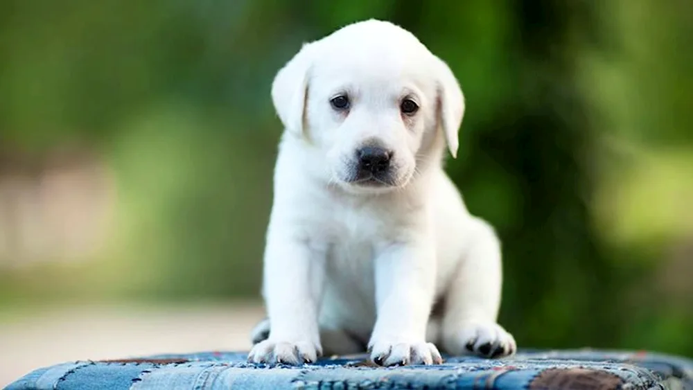 Labrador retriever retriever white