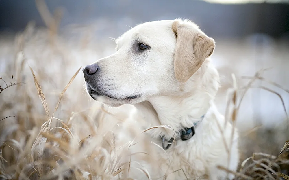 Labrador retriever