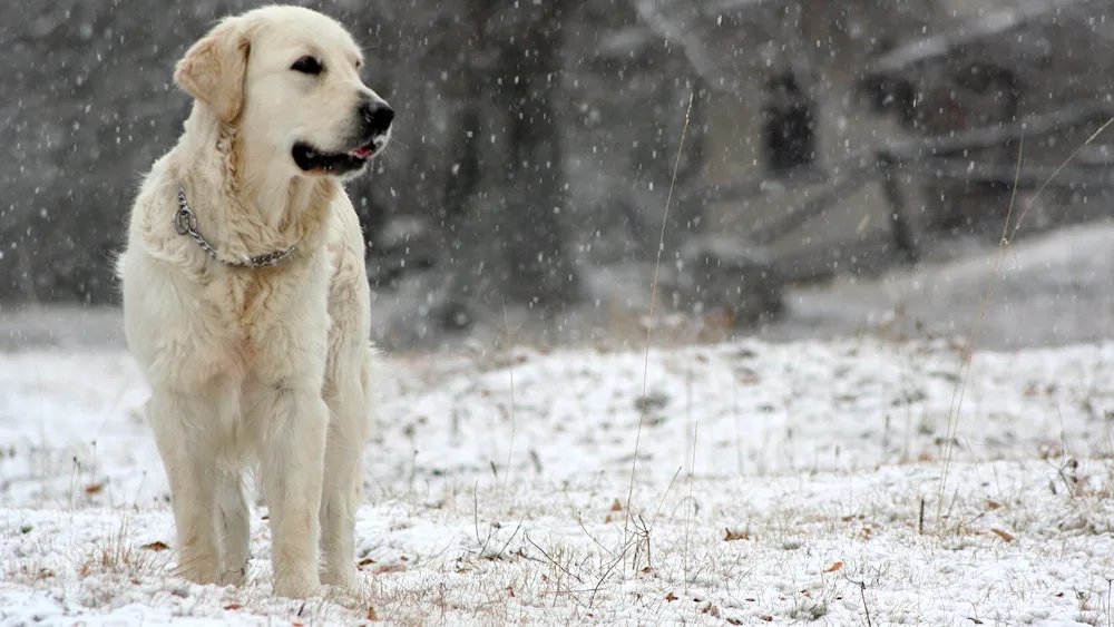 Labrador retriever