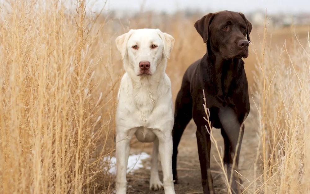 Labrador retriever