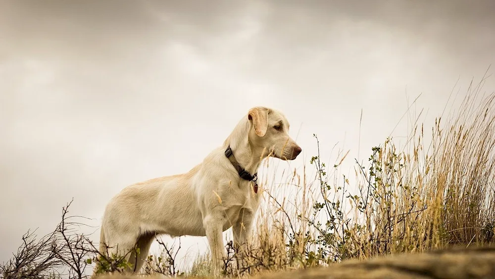 Labrador retriever