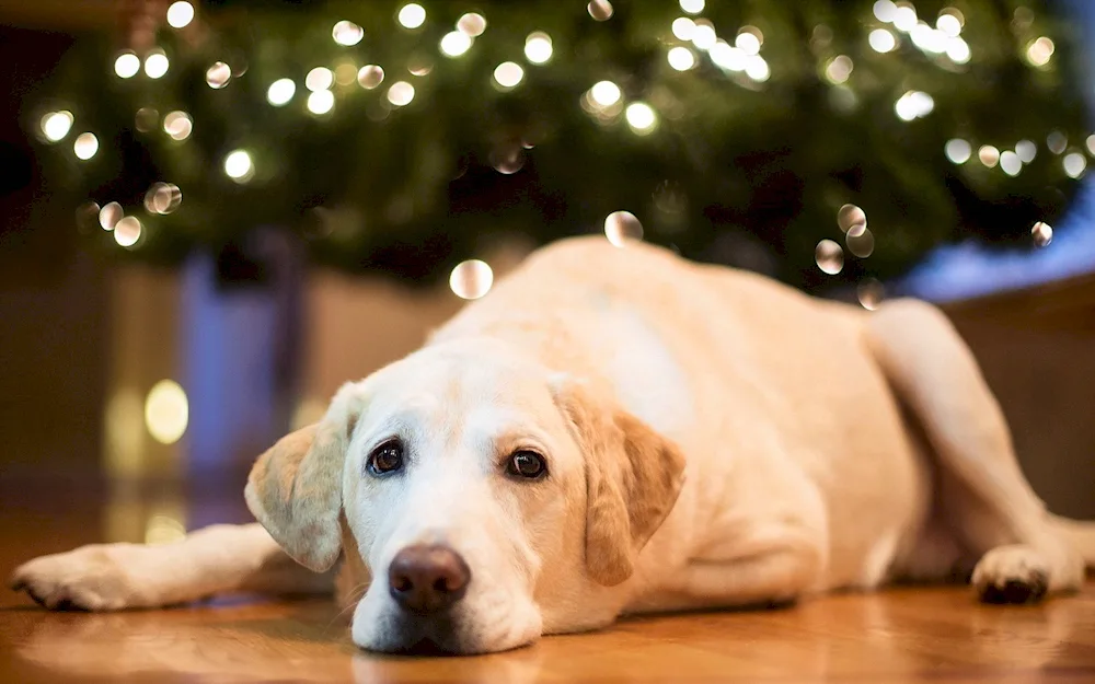 Labrador retriever golden retriever