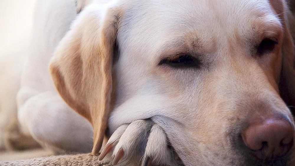 Labrador retriever