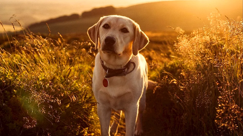 Labrador retriever