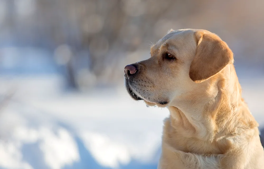 Labrador retriever