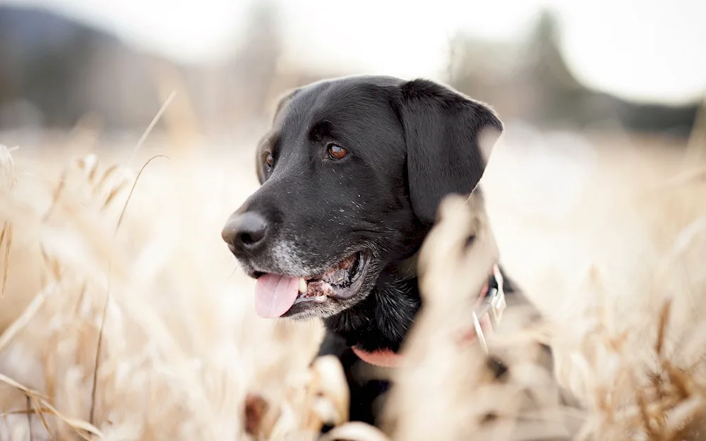 Labrador retriever