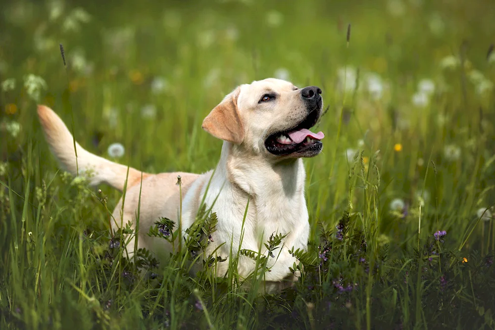 Labrador retriever