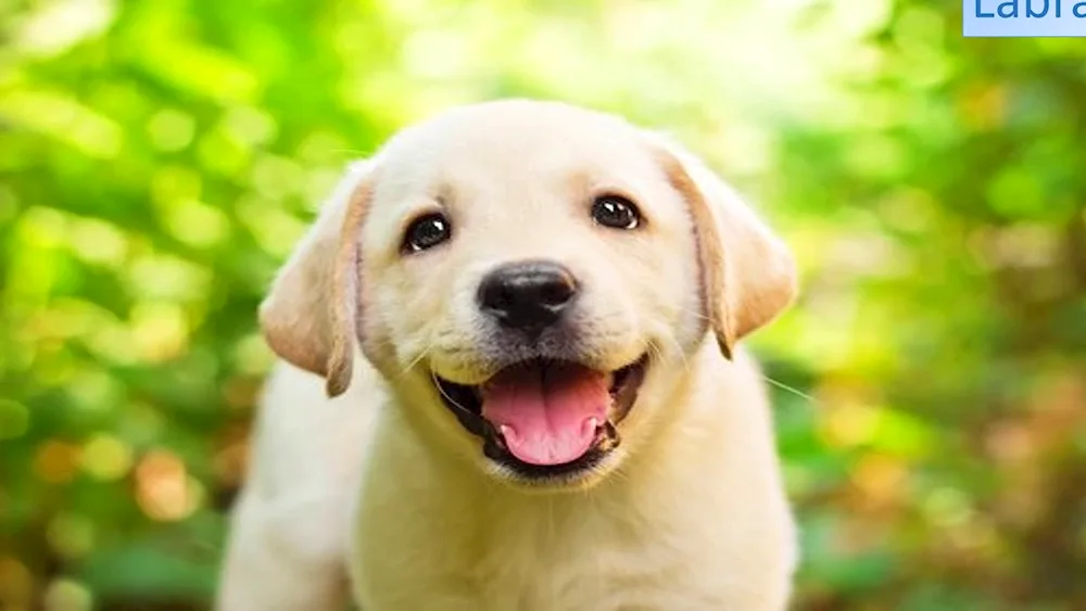 White Labrador retriever