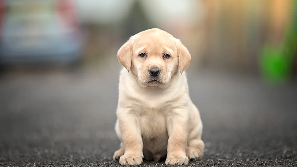 Labrador retriever