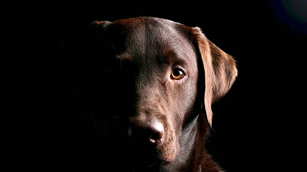 Labrador dog