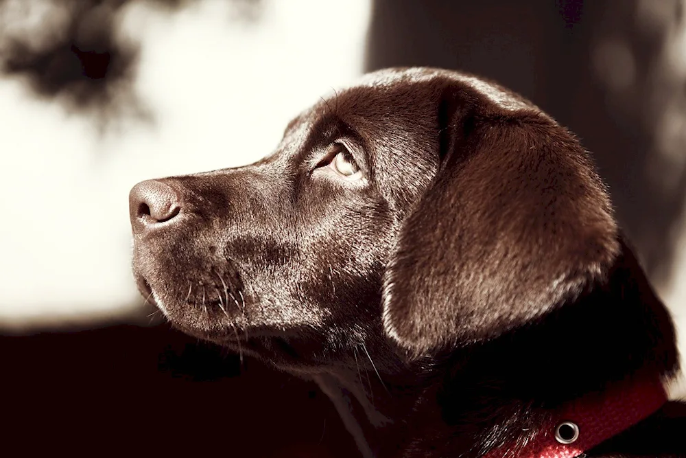 Labrador retriever