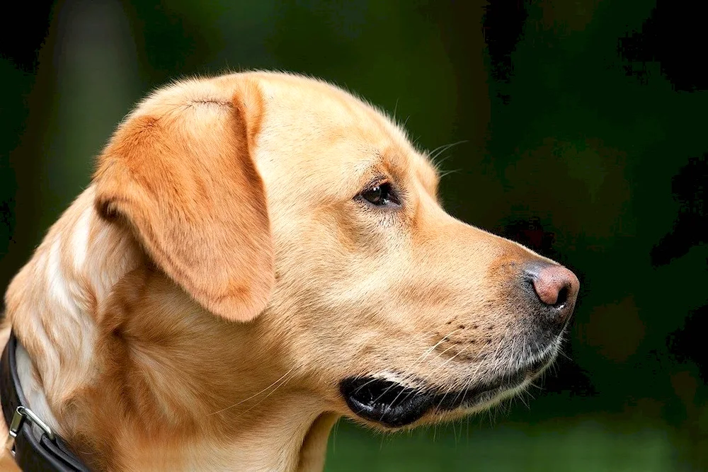 Labrador retriever