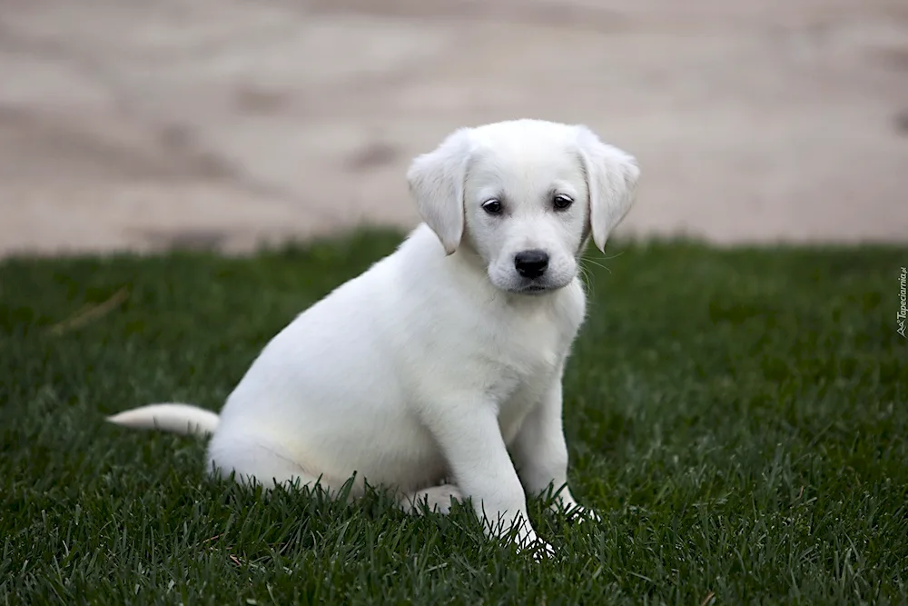 Labrador retriever