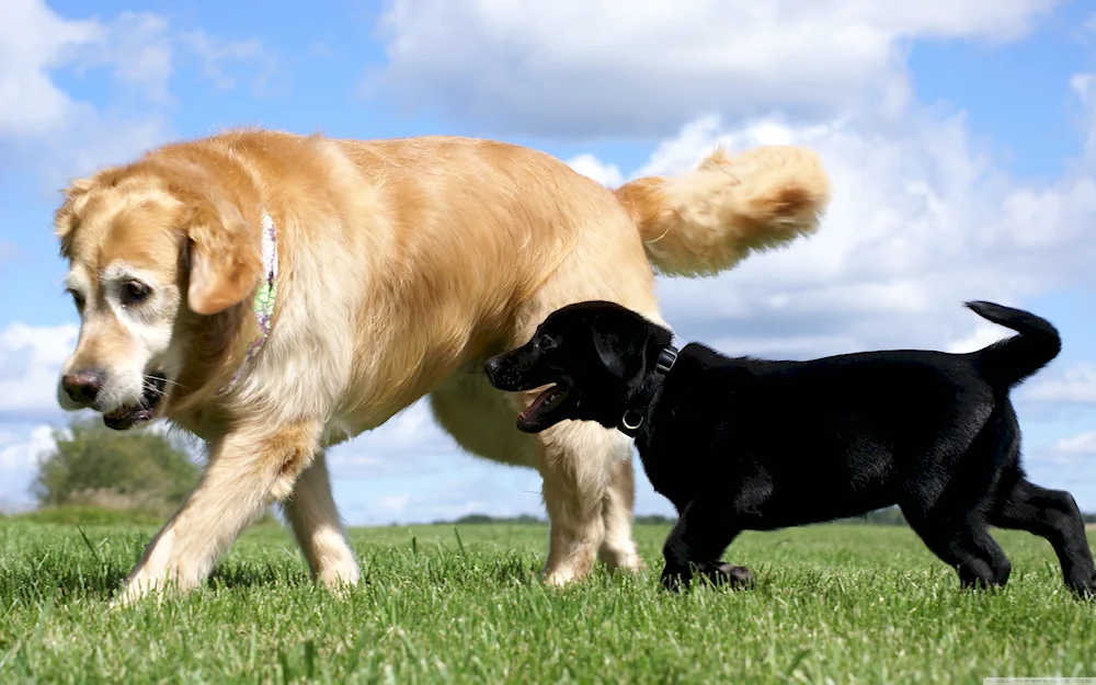 Labrador retriever